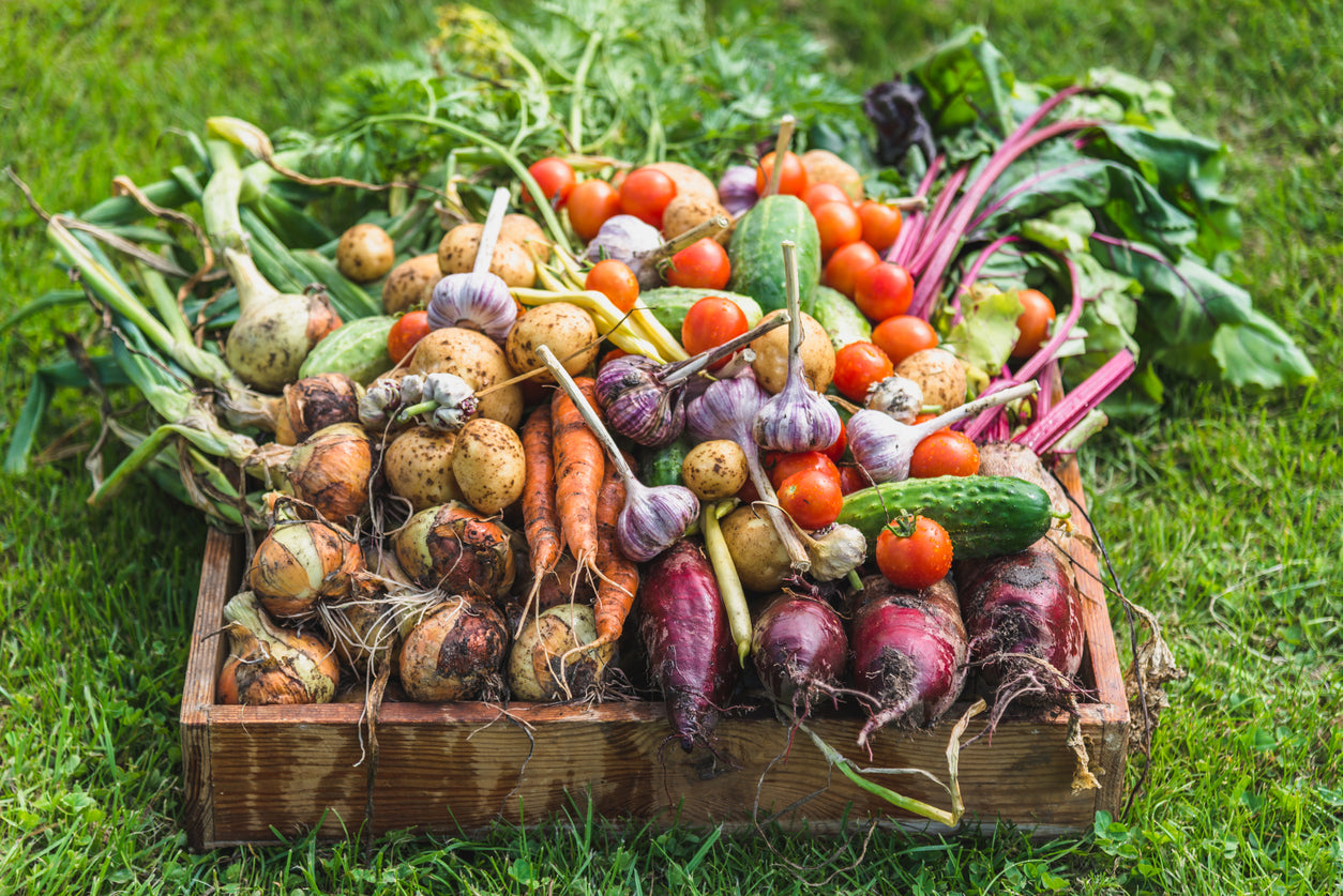 What to Do With That Bumper Crop from the Garden?